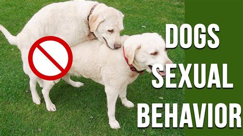 Sexual Behavior in Dogs 